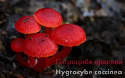 Умовно-їстівні гриби (гриби) Умовно-їстівні гриби