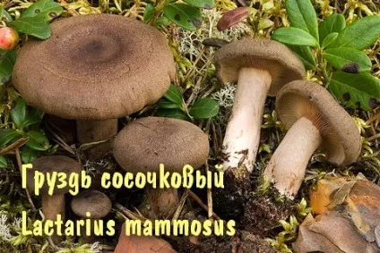 Умовно-їстівні гриби (гриби) Умовно-їстівні гриби