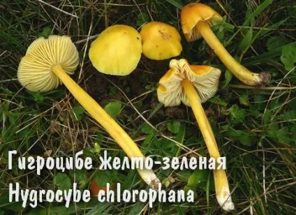 Умовно-їстівні гриби (гриби) Умовно-їстівні гриби