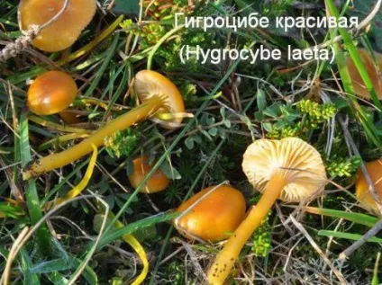 Умовно-їстівні гриби (гриби) Умовно-їстівні гриби