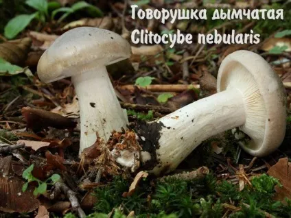 Умовно-їстівні гриби (гриби) Умовно-їстівні гриби