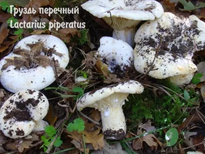 Умовно-їстівні гриби (гриби) Умовно-їстівні гриби