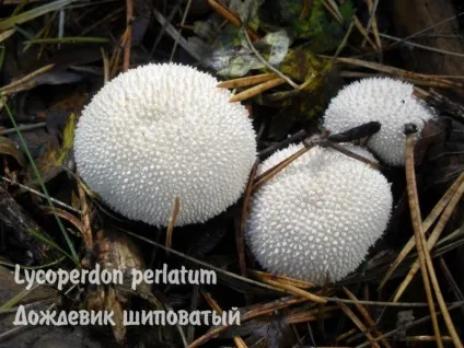 Умовно-їстівні гриби (гриби) Умовно-їстівні гриби