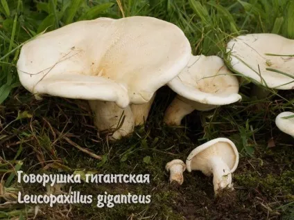 Умовно-їстівні гриби (гриби) Умовно-їстівні гриби