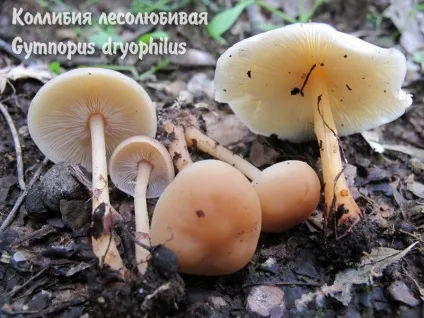 Умовно-їстівні гриби (гриби) Умовно-їстівні гриби