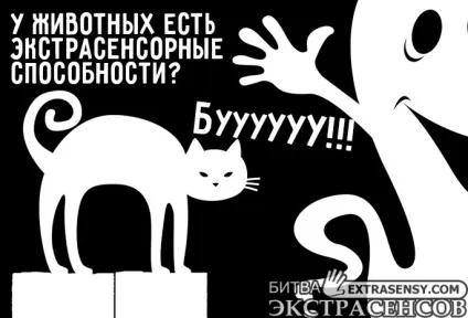 У тварин є екстрасенсорні здібності (є) У тварин є екстрасенсорні здібності