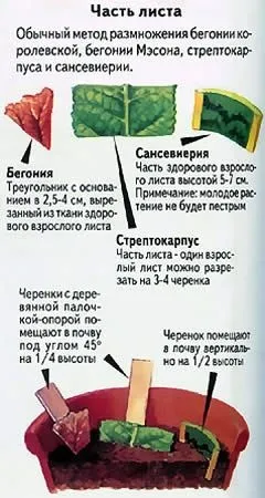 Вегетативне розмноження кімнатних рослин огляд!