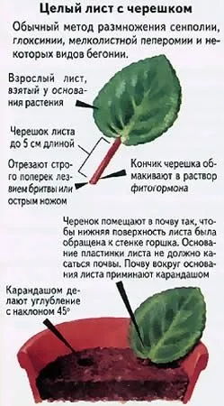 Вегетативне розмноження кімнатних рослин огляд!