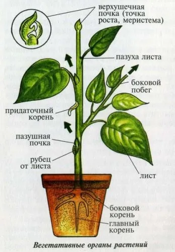 Вегетативне розмноження кімнатних рослин огляд!