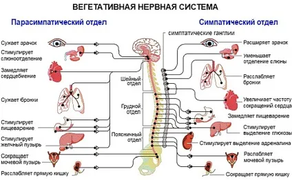 Вегето-судинна дистонія симптоми і лікування у підлітків 1 (вегето-судинна) Вегето-судинна дистонія симптоми і лікування у підлітків 1
