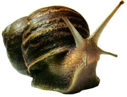 Виноградний слимак (helix pomatia) зміст догляд виноградного равлика неволі годування розведення (pomatia) Виноградний слимак (helix pomatia) зміст догляд виноградного равлика неволі годування розведення