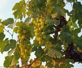 Виноград - це фрукт або ягоди лоза винограду