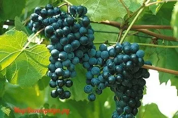 Виноград бастардо (історія сорти, зовнішній вигляд) (виноград) Виноград бастардо (історія сорти, зовнішній вигляд)