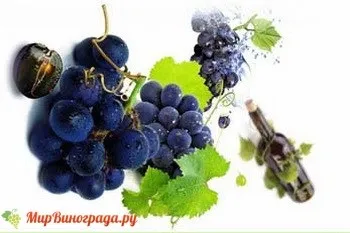 Виноград бастардо (історія сорти, зовнішній вигляд) (зовнішній) Виноград бастардо (історія сорти, зовнішній вигляд)