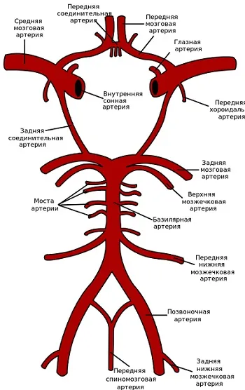 Види, будова і захворювання артерій головного мозку (артерій) Види, будова і захворювання артерій головного мозку
