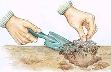 Вигонка конвалій до нового року