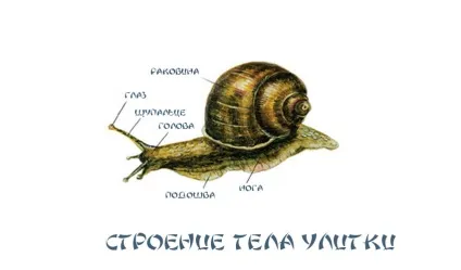 Виноградний слимак в домашніх умовах, харчування та утримання (равлик) Виноградний слимак в домашніх умовах, харчування та утримання
