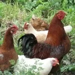 Вирощування полуниці будинку і в теплиці з метою її продажу (вирощування) Вирощування полуниці будинку і в теплиці з метою її продажу
