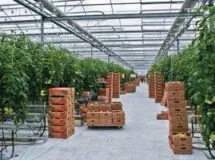 Вирощування полуниці будинку і в теплиці з метою її продажу (вирощування) Вирощування полуниці будинку і в теплиці з метою її продажу