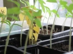 Вирощування розсади ранніх помідорів (слід) Вирощування розсади ранніх помідорів