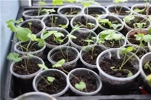 Вирощування багаторічного дельфиниума з насіння (насіння) Вирощування багаторічного дельфиниума з насіння