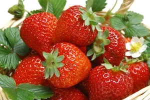 Вирощування полуниці будинку і в теплиці з метою її продажу (продаж полуниці) Вирощування полуниці будинку і в теплиці з метою її продажу