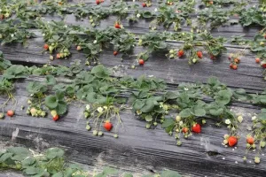 Вирощування полуниці будинку і в теплиці з метою її продажу (ягода) Вирощування полуниці будинку і в теплиці з метою її продажу