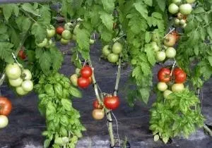 Вирощуємо томат новачок у себе на грядках (томат новачок томат новачок рожевий помідори новачок) Вирощуємо томат новачок у себе на грядках