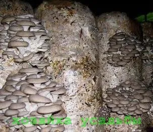 Вирощування гливи в домашніх умовах в пакетах (вешенки) Вирощування гливи в домашніх умовах в пакетах