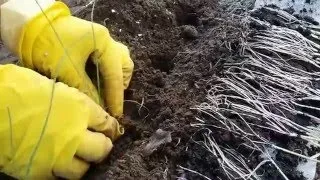 Вирощування цибулі порею через розсаду (розсаду) Вирощування цибулі порею через розсаду