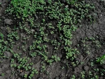 Вирощування кампанула з насіння в домашніх умовах покрокова інструкція (кампанула) Вирощування кампанула з насіння в домашніх умовах покрокова інструкція