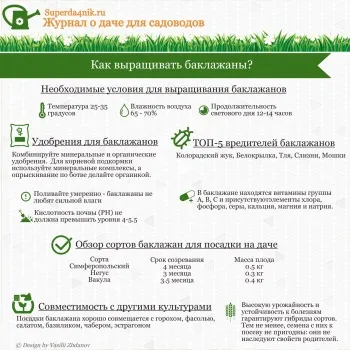 Вирощування баклажанів в теплиці з полікарбонату (теплиці) Вирощування баклажанів в теплиці з полікарбонату