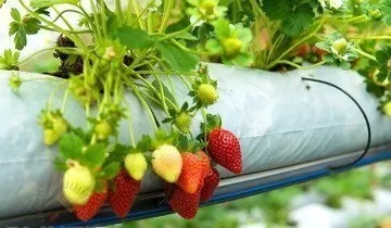 Вирощування полуниці в мішках як наша відповідь голландською технологією (Давайте розглянемо докладніше) Вирощування полуниці в мішках як наша відповідь голландською технологією