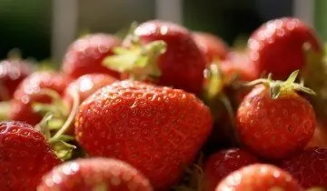 Вирощування полуниці в мішках як наша відповідь голландською технологією (вирощування) Вирощування полуниці в мішках як наша відповідь голландською технологією