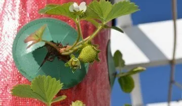 Вирощування полуниці в мішках як наша відповідь голландською технологією (вирощування полуниці мішках) Вирощування полуниці в мішках як наша відповідь голландською технологією