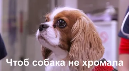 Вивих колінної чашечки у собак