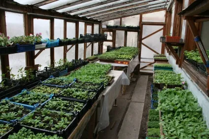 Вирощування перців в теплиці з полікарбонату кращі сорти для посадки, відео як садити в парник, (перців) Вирощування перців в теплиці з полікарбонату кращі сорти для посадки, відео як садити в парник,