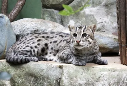 Віверрових кіт рибалка, блог про життя кішок catstoday (рибалка) Віверрових кіт рибалка, блог про життя кішок catstoday