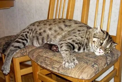 Віверрових кіт рибалка, блог про життя кішок catstoday (рибалка) Віверрових кіт рибалка, блог про життя кішок catstoday