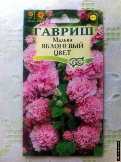 Вирощування шток троянди з насіння (троянди) Вирощування шток троянди з насіння