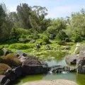 Водні рослини для прісного ставка і водойми на дачі