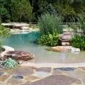 Водні рослини для прісного ставка і водойми на дачі