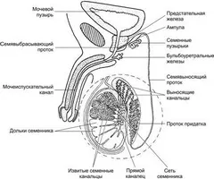 Возможла чи статеве життя без передміхурової залози (життя) Возможла чи статеве життя без передміхурової залози