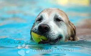 Водні розваги для собак, сайт про собак