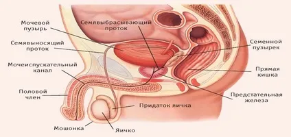Возможла чи статеве життя без передміхурової залози (зустрічається досить часто) Возможла чи статеве життя без передміхурової залози
