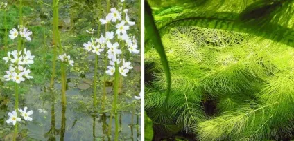 Водні рослини для прісного ставка і водойми на дачі