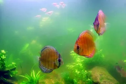 Водорості в акваріумі, фото, види, боротьба з акваріумними водоростями