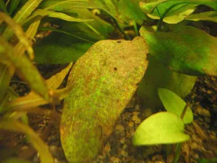 Водорості в акваріумі, фото, види, боротьба з акваріумними водоростями