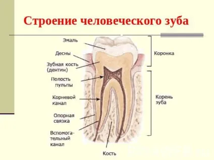 Запалення зубного нерва як зняти біль в домашніх умовах (запалення) Запалення зубного нерва як зняти біль в домашніх умовах