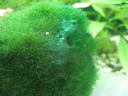 Водорості в акваріумі, фото, види, боротьба з акваріумними водоростями